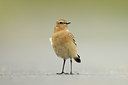 BUITEN BEELD Foto: 141163