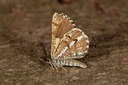 BUITEN BEELD Foto: 141176
