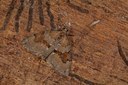 BUITEN BEELD Foto: 141181