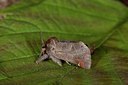 BUITEN BEELD Foto: 141260