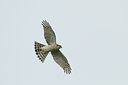 BUITEN BEELD Foto: 141291