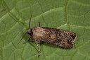 BUITEN BEELD Foto: 141400