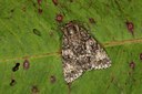 BUITEN BEELD Foto: 141404