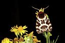 BUITEN BEELD Foto: 141417