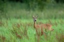 BUITEN BEELD Foto: 141472