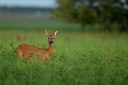 BUITEN BEELD Foto: 141473