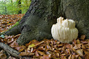 BUITEN BEELD Foto: 141598