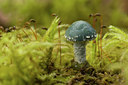 BUITEN BEELD Foto: 141630