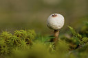 BUITEN BEELD Foto: 141675