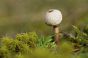 BUITEN BEELD Foto: 141676
