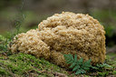 BUITEN BEELD Foto: 141706