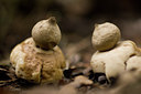 BUITEN BEELD Foto: 141718