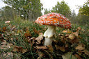 BUITEN BEELD Foto: 141764