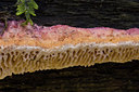 BUITEN BEELD Foto: 141770
