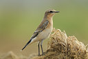 BUITEN BEELD Foto: 142026
