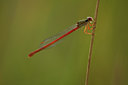BUITEN BEELD Foto: 142029