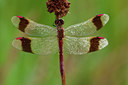 BUITEN BEELD Foto: 142035