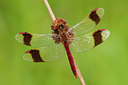 BUITEN BEELD Foto: 142037