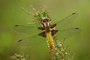 BUITEN BEELD Foto: 142091