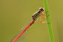 BUITEN BEELD Foto: 142106