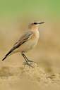 BUITEN BEELD Foto: 142203