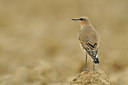 BUITEN BEELD Foto: 142213