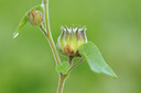 BUITEN BEELD Foto: 142326