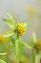 BUITEN BEELD Foto: 142343