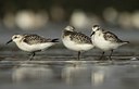 BUITEN BEELD Foto: 142481