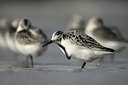 BUITEN BEELD Foto: 142488