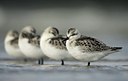 BUITEN BEELD Foto: 142490