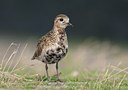 BUITEN BEELD Foto: 142551