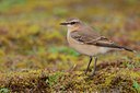 BUITEN BEELD Foto: 142569