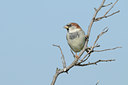 BUITEN BEELD Foto: 142716