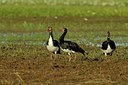 BUITEN BEELD Foto: 143017
