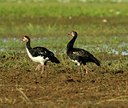 BUITEN BEELD Foto: 143019