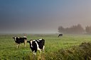 BUITEN BEELD Foto: 143085