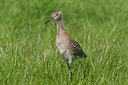 BUITEN BEELD Foto: 143234