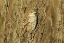 BUITEN BEELD Foto: 143300