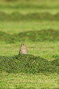 BUITEN BEELD Foto: 143418
