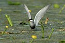 BUITEN BEELD Foto: 143450