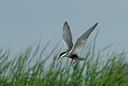 BUITEN BEELD Foto: 143452