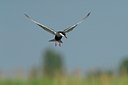 BUITEN BEELD Foto: 143453
