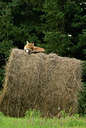 BUITEN BEELD Foto: 143496