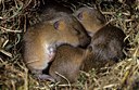 BUITEN BEELD Foto: 143532