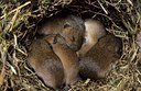 BUITEN BEELD Foto: 143534