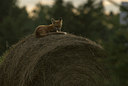 BUITEN BEELD Foto: 143538
