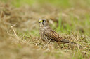 BUITEN BEELD Foto: 143558