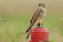 BUITEN BEELD Foto: 143559