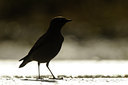 BUITEN BEELD Foto: 143636